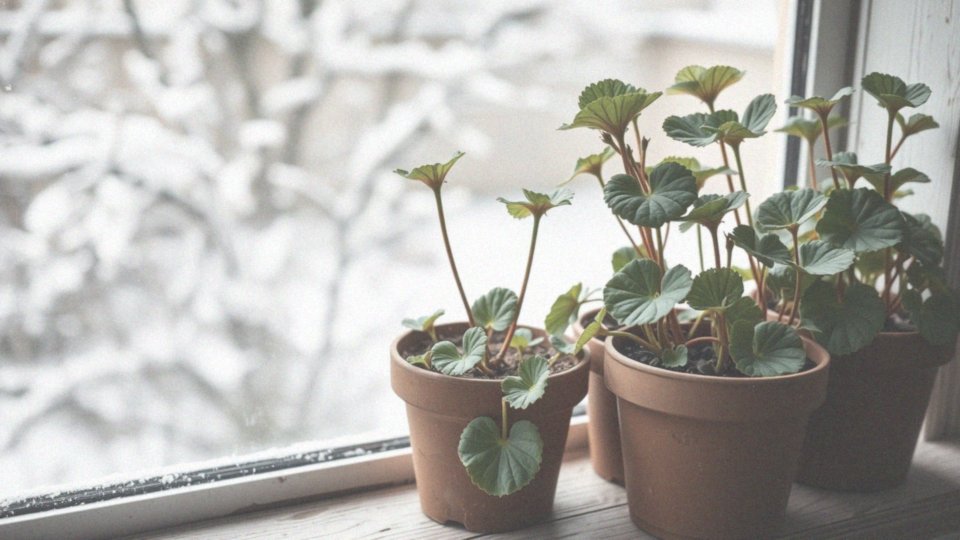 Jak często należy podlewać pelargonie w czasie zimowania?